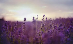 Stunning purple lavender field at twilight, capturing nature's beauty and tranquility.